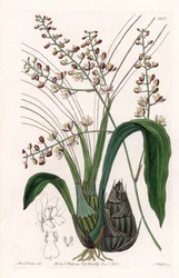 Orquídea: variedade de elóquia - Placa gravada por S.Watts, de uma ilustração de Sarah Anne Drake (1803-1857), do Botanical Register of Sydenham Edwards (1768-1819), Inglaterra