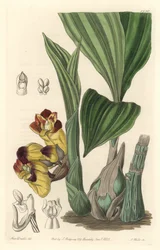 Orchidee Acanthephippium bicolor, originalmente do Sri Lanka - Água de S. Watts de uma ilustração de Sarah Anne Drake (1803-1857), do Botanical Register