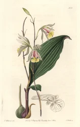 Orchidee, American Bletia - Water Forte de S. Watts a partir de uma ilustração de T. Holland, do Botanical Register