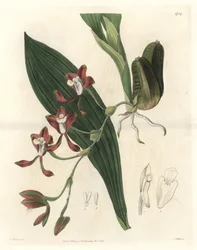 Orchidee Batemannia, natural da Guiana - Water forte de S. Watts a partir de uma ilustração de T. Holland, do Botanical Register
