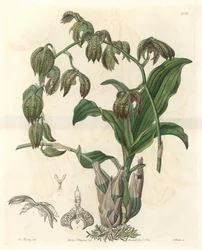 Orchidee Catasetum, nativa do Brasil - Water forte de S. Watts a partir de uma ilustração de Miss M.A. Huntley, do Botanical Register