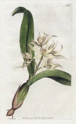 Orchidee epidendrum fragfumee - Litografia de YDENHAM Edwards (1768-1819), placa da revista Botanical de William Curtis (1746-1799)