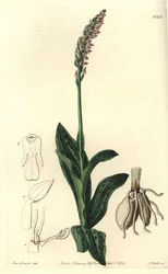 Orchidee neotine - Orquídea de flor densa, Neotinea maculata (Aceras de um tamanho, Aceras secundiflora). Gravura em chapa de cobre colorida à mão por S. Watts depois de uma ilustração de Miss Sarah Drake do Registo Botânico de Sydenham Edwards, Ridgeway, 