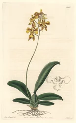Orchidee oncidium yellow, nativo do Brasil - Water forte de S. Watts a partir de uma ilustração de Sarah Anne Drake (1803-1857), do Botanical Register