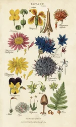 Pedidos de flores: Siliculosa, Seliquosa, Polygamia, Monogamia, Filicus, Fungi, etc. Gravura em chapa de cobre colorida à mão após Sydenham Edwards de John Mason Good
