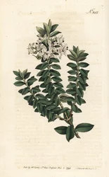 Ouessant myrtle ou elliptical veronica - Cross-leaved speedwell, Veronica decussata. Gravura em chapa de cobre colorida à mão por Sansom após uma ilustração de Sydenham Edwards da revista Botanical Magazine de William Curtis, Londres