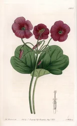 Oxalis de Bowie - Placa gravada por S.Watts, a partir de uma ilustração de Sarah Anne Drake (1803-1857), do Botanical Register of Sydenham Edwards (1768-1819), Inglaterra