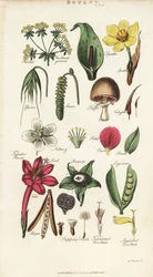 Partes de flores incluindo pétalas, néctares, glumas, sementes, espátulas, bracte, legumes, etc. Gravura em chapa de cobre colorida à mão depois de Sydenham Edwards de John Mason Good