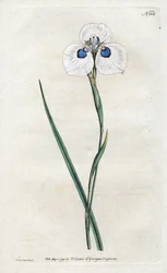 Íris-pavão - Litografia de Sydenham Edwards (1768-1819), prancha do Botanical Magazine de William Curtis (1746-1799)