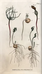 Ervilhas, sementes de leguminosas em diferentes fases de germinação. Gravura em cobre colorida, ilustração de Sydenham Edwards (1768-1819) para Conferences of Botanical, Jardim Botânico de Lambeth (Inglaterra)