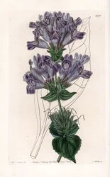 Penstemon Variete - Placa gravada por S.Watts, a partir de uma ilustração de Sarah Anne Drake (1803-1857), do Botanical Register of Sydenham Edwards (1768-1819), Inglaterra