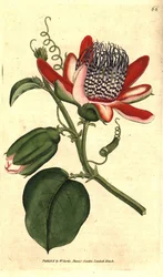 Perfumee grenadilla (ou maracujá refrescante) - (Passiflora alata, Passiflora alata. Gravura em chapa de cobre colorida à mão depois de uma ilustração botânica de James Sowerby da revista The Botanical Magazine de William Curtis, Lambeth Marsh, Londres.
