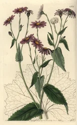 Pericallis tussilaginis (Coltsfoot-leaved Groundel, Senecio tussilaginis). Gravura em chapa de cobre colorida à mão por S. Watts depois de uma ilustração de Miss Sarah Drake do Registo Botânico de Sydenham Edwards, Ridgeway, Londres.