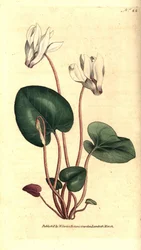 Ciclamen persa ou floristas de ciclamen - Ciclamen persa, Cyclamen persicum. Gravura em chapa de cobre colorida à mão depois de uma ilustração botânica de James Sowerby da revista The Botanical Magazine de William Curtis, Lambeth Marsh, Londres.