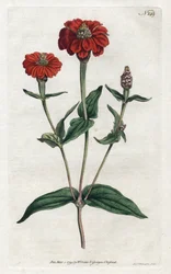 Zinnia ou bresine peruano - Litografia de Sydenham Edwards (1768-1819), da revista Botanical de William Curtis (1746-1799)