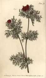 Olho de faisão, Adonis annua, Polygynia, flor hermafrodita com muitas pistilla. Gravura em chapa de cobre colorida à mão por F. Sansom de uma ilustração botânica de Sydenham Edwards para as Lectures on Botany de William Curtis, como entregue no Jardim Botâ
