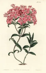 Phlox de la Caroline ou Jaume Saint Hilaire - Phlox cabeludo de Fraser, Phlox amoena. Gravura em chapa de cobre colorida à mão por F. Sansom Jr. depois de uma ilustração de Sydenham Edwards da revista botânica de William Curtis, T. Curtis, Londres.