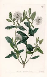 Pimelea Variete - Placa gravada por S.Watts, a partir de uma ilustração de Sarah Anne Drake (1803-1857), do Botanical Register of Sydenham Edwards (1768-1819), Inglaterra