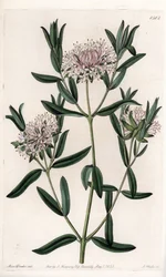 Pimelea sylvestris, natural da Austrália - Gravado por S.Watts, a partir de uma ilustração de Sarah Anne Drake (1803-1857), do Botanical Register of Sydenham Edwards (1768-1819), Inglaterra