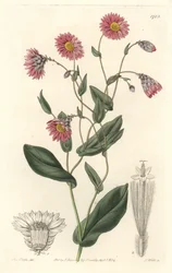 Pink rhodanthe, nativo da Austrália - S. Watts água forte de uma ilustração de Sarah Anne Drake (1803-1857), do Botanical Register