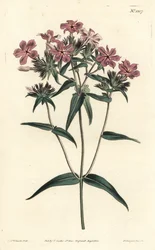 Prairie Phlox - Phlox peludo ou lychnidea, Phlox pilosa. Gravura em chapa de cobre colorida à mão por F. Sansom Jr. após ilustração de Sydenham Edwards da revista Botanical Magazine de William Curtis, T. Curtis, Londres