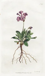 Primevere marginee - Litografia de Sydenham Edwards (1768-1819), placa da revista Botanical Magazine de William Curtis (1746-1799)