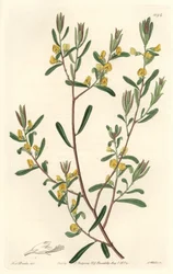 Pultanea flexilis, nativa da Austrália - S. Watts água forte de uma ilustração de Sarah Anne Drake (1803-1857), do Botanical Register