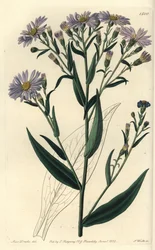 Aster variete de flor roxa - Symphyotrichum laeve (aster liso, Aster laevis). Gravura em chapa de cobre colorida à mão por S. Watts depois de uma ilustração de Miss Sarah Drake do Registo Botânico de Sydenham Edwards, Ridgeway, Londres.