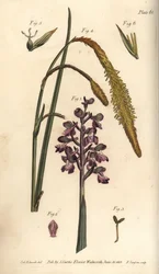 Orquídea púrpura, Orchis mascula, Gynandria