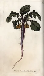 Rábano, raiz de potagere. Gravura em cobre colorido, ilustração de Sydenham Edwards (1768-1819) para Conferências de Botanical, Jardim Botânico de Lambeth (Inglaterra)