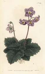 Ramondy (ou ramonde) dos Pirenéus - Pyrenean violet, Ramonda myconi (Borage-Lev