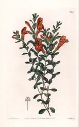 Red Clinopode Variete - Gravado por S. Watts, de uma ilustração de Sarah Anne Drake (1803-1857), do Botanical Register of Sydenham Edwards (1768-1819), Inglaterra