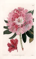 Rhododendron Hybrid Variete - Gravado por S.Watts, de uma ilustração de Sarah Anne Drake (1803-1857), do Botanical Register of Sydenham Edwards (1768-1819), Inglaterra