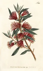 Rince bottle citrine, bottle rinse ou red pin plant - Crimson bottlebrush, Callistemon citrinus (Harsh-Lev