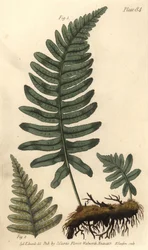 Feto de rocha ou polypody, Polypodium vulgare, Filices. Gravação em chapa de cobre colorida à mão por F. Sansom de uma ilustração botânica de Sydenham Edwards para as Palestras de Botânica de William Curtis, conforme entregue no Jardim Botânico de Lambeth.