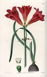 Rodophiale bifide - Quadro gravado por S.Watts, baseado numa ilustração de Sarah Anne Drake (1803-1857), do Botanical Register of Sydenham Edwards (1768-1819), Inglaterra