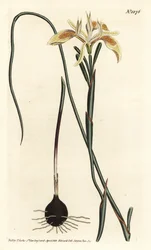 Moraea angusta, Moraea angusta. Gravura em chapa de cobre colorida à mão por F. Sansom Jr. após ilustração de Sydenham Edwards da revista Botanical Magazine de William Curtis, T. Curtis, Londres
