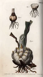 Raiz e bulbo de lírios. Gravura em cobre colorido, ilustração de Sydenham Edwards (1768-1819) para Conferências de Botanical, Jardim Botânico de Lambeth (Inglaterra)