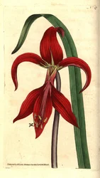 São Tiago Lírio - lírio jacobeu ou lírio asteca, Sprekelia formosissima (Jacobean amaryllis, Amaryllis formosissima). Gravura em chapa de cobre colorida à mão e ilustração botânica de James Sowerby da revista The Botanical Magazine de William Curtis, Lambe