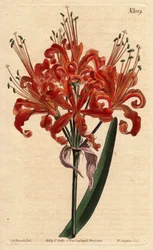 Amaryllis de cor salmão, com flor de laranjeira encaracolada, florescendo a partir de um único pé. Amaryllis de cor salmão, com flores de cor laranja encaracolada, florescendo a partir de um único pé. Amaryllis humilha. Gravura em chapa de cobre colorida à