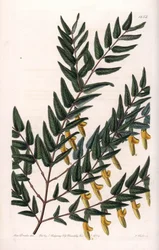 Scotia a smooth branches - Placa gravada por S.Watts, a partir de uma ilustração de Sarah Anne Drake (1803-1857), do Botanical Register of Sydenham Edwards (1768-1819), Inglaterra