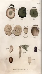Sementes e suas seções: variedades de feijão comum e semente de figo. Gravura em cobre colorido, ilustração de Sydenham Edwards (1768-1819) para Conferências de Botanical, Jardim Botânico de Lambeth (Inglaterra)