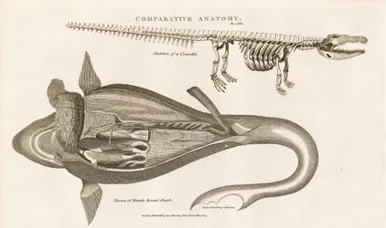 Anatomia do tubarão e esqueleto do crocodilo