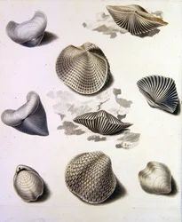 Conchas e Flora marinha (lápis, caneta, tinta e aquarela sobre papel) (ver também 351984, 351986 e 351987)