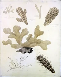 Conchas e Flora marinha (lápis, caneta, tinta e aquarela sobre papel) (ver também 351984, 351985 e 351986)
