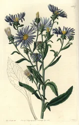 Shewy aster, Aster spectabilis. Gravura em chapa de cobre colorida à mão por S. Watts depois de uma ilustração de Miss Sarah Drake do Registo Botânico de Sydenham Edwards, Ridgeway, Londres.