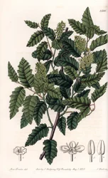 Shrub Schinus latifolia, Pepper Variety - Placa gravada por S.Watts, de uma ilustração de Sarah Anne Drake (1803-1857), do Botanical Register of Sydenham Edwards (1768-1819), Inglaterra