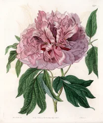 Peônia de arbusto ou de ovelha - Tábua gravada por S.Watts, de uma ilustração de Sarah Anne Drake (1803-1857), do Botanical Register of Sydenham Edwards (1768-1819), Inglaterra