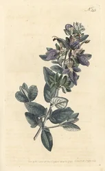 Shrubby germander, Teucrium fruticans (Teucrium latifolium) - Gravura em chapa de cobre colorida à mão por Sansom após uma ilustração de Sydenham Edwards rom William Curtis