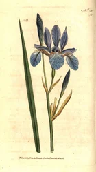 Íris siberiana - Íris siberiana, Iris sibirica. Gravura em chapa de cobre colorida à mão depois de uma ilustração botânica de James Sowerby da revista The Botanical Magazine de William Curtis, Lambeth Marsh, Londres.